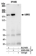 UBR2 Antibody in Immunoprecipitation (IP)