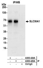 SLC30A1/ZNT1 Antibody in Immunoprecipitation (IP)