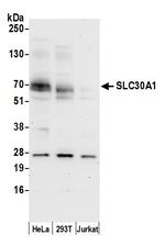 SLC30A1/ZNT1 Antibody in Western Blot (WB)