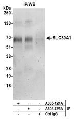 SLC30A1/ZNT1 Antibody in Immunoprecipitation (IP)