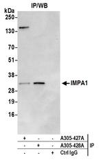 IMPA1 Antibody in Immunoprecipitation (IP)