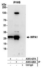 IMPA1 Antibody in Immunoprecipitation (IP)