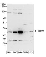 IMPA1 Antibody in Western Blot (WB)