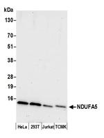 NDUFA5 Antibody in Western Blot (WB)