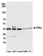 PDCL Antibody in Western Blot (WB)