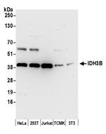 IDH3B Antibody in Western Blot (WB)