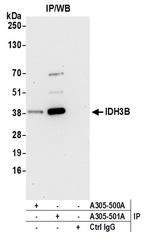 IDH3B Antibody in Immunoprecipitation (IP)