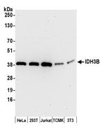 IDH3B Antibody in Western Blot (WB)