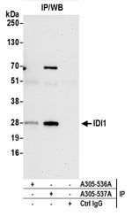 IDI1 Antibody in Immunoprecipitation (IP)