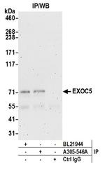 EXOC5 Antibody in Immunoprecipitation (IP)