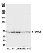 EXOC5 Antibody in Western Blot (WB)