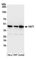 VAT1 Antibody in Western Blot (WB)