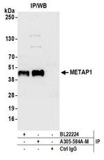 METAP1 Antibody in Immunoprecipitation (IP)