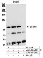 SGSM3 Antibody in Immunoprecipitation (IP)