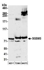 SGSM3 Antibody in Western Blot (WB)