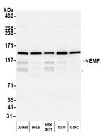 NEMF Antibody in Western Blot (WB)