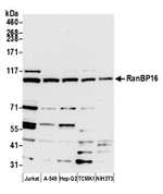 RanBP16 Antibody in Western Blot (WB)