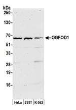 OGFOD1 Antibody in Western Blot (WB)