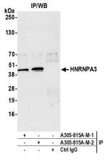 HNRNPA3 Antibody in Immunoprecipitation (IP)