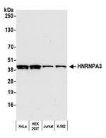 HNRNPA3 Antibody in Western Blot (WB)