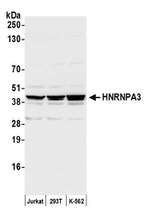 HNRNPA3 Antibody in Western Blot (WB)