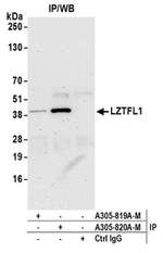 LZTFL1 Antibody in Immunoprecipitation (IP)