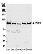 WDR6 Antibody in Western Blot (WB)