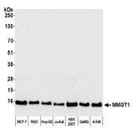 MMGT1 Antibody in Western Blot (WB)