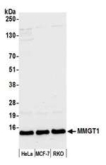 MMGT1 Antibody in Western Blot (WB)