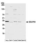 GOLPH3 Antibody in Western Blot (WB)