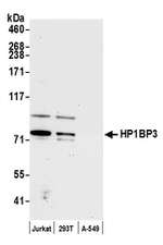 HP1BP3 Antibody in Western Blot (WB)