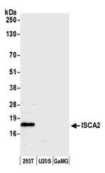 ISCA2 Antibody in Western Blot (WB)