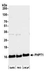 PHPT1 Antibody in Western Blot (WB)