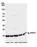 PHPT1 Antibody in Western Blot (WB)