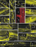 GFP Antibody in Immunohistochemistry (IHC)