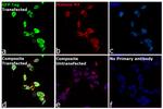 GFP Antibody in Immunocytochemistry (ICC/IF)