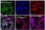 Mouse IgG (H+L) Highly Cross-Adsorbed Secondary Antibody in Immunocytochemistry (ICC/IF)