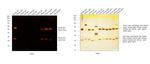 Mouse IgG (H+L) Highly Cross-Adsorbed Secondary Antibody