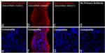 Rabbit IgG (H+L) Highly Cross-Adsorbed Secondary Antibody in Immunocytochemistry (ICC/IF)