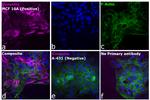 Rabbit IgG (H+L) Highly Cross-Adsorbed Secondary Antibody in Immunocytochemistry (ICC/IF)