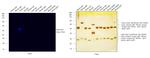 Rabbit IgG (H+L) Highly Cross-Adsorbed Secondary Antibody