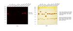 Mouse IgG (H+L) Highly Cross-Adsorbed Secondary Antibody in Western Blot (WB)