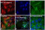 Rabbit IgG (H+L) Highly Cross-Adsorbed Secondary Antibody in Immunocytochemistry (ICC/IF)