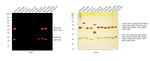 Mouse IgG (H+L) Highly Cross-Adsorbed Secondary Antibody