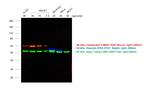 Mouse IgG (H+L) Highly Cross-Adsorbed Secondary Antibody in Western Blot (WB)