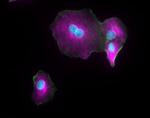 Mouse IgG (H+L) Highly Cross-Adsorbed Secondary Antibody in Immunocytochemistry (ICC/IF)