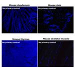 Rabbit IgG (H+L) Highly Cross-Adsorbed Secondary Antibody in Immunohistochemistry (Paraffin) (IHC (P))