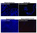 Rabbit IgG (H+L) Highly Cross-Adsorbed Secondary Antibody in Immunohistochemistry (Paraffin) (IHC (P))