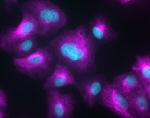 Rabbit IgG (H+L) Highly Cross-Adsorbed Secondary Antibody in Immunocytochemistry (ICC/IF)