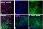 Rabbit IgG (H+L) Highly Cross-Adsorbed Secondary Antibody in Immunocytochemistry (ICC/IF)